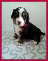 /album/a4-tyzden-4th-week/kolaz-iv-4-jpg/